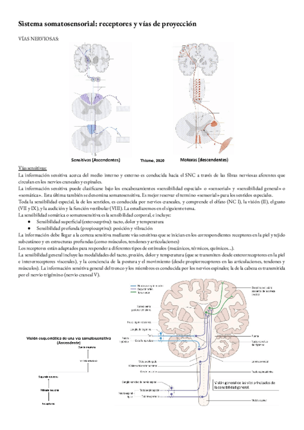 Miniatura del documento anatomia-T-34-sistema-somatosensorial-receptores-y-vias-de-proyeccion..pdf