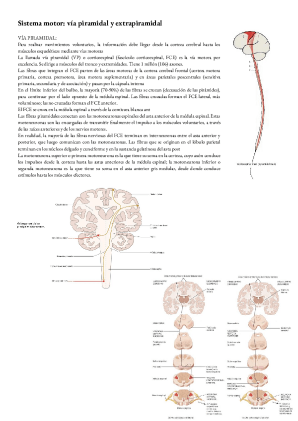 Miniatura del documento Anatomia-T-36-and37-Sistema-motor.pdf