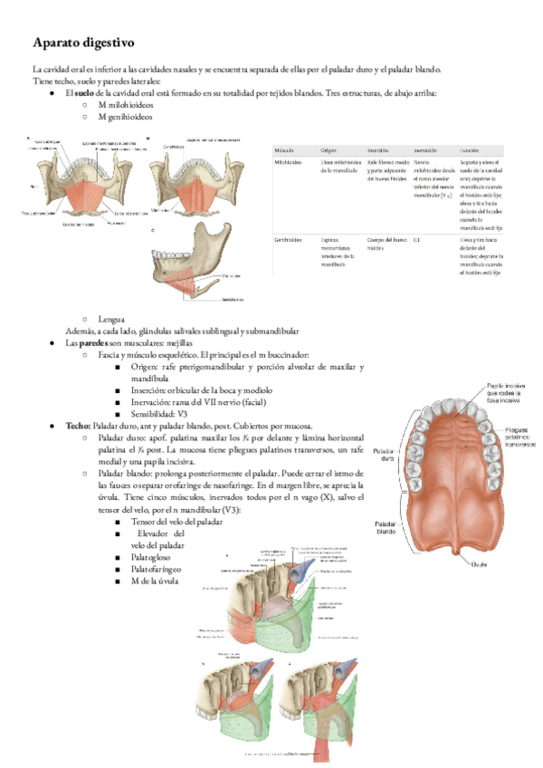 Miniatura del documento Anatomia-T-7-sistema-digestivo.pdf-2.pdf