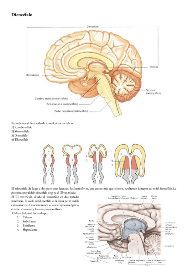 Miniatura del documento ANATOMIA-T-28-DIENCEFALO.pdf
