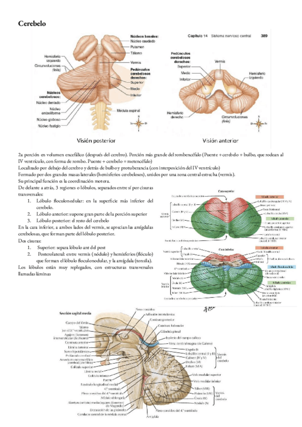 Miniatura del documento ANATOMIA-T-27-CEREBELO.pdf