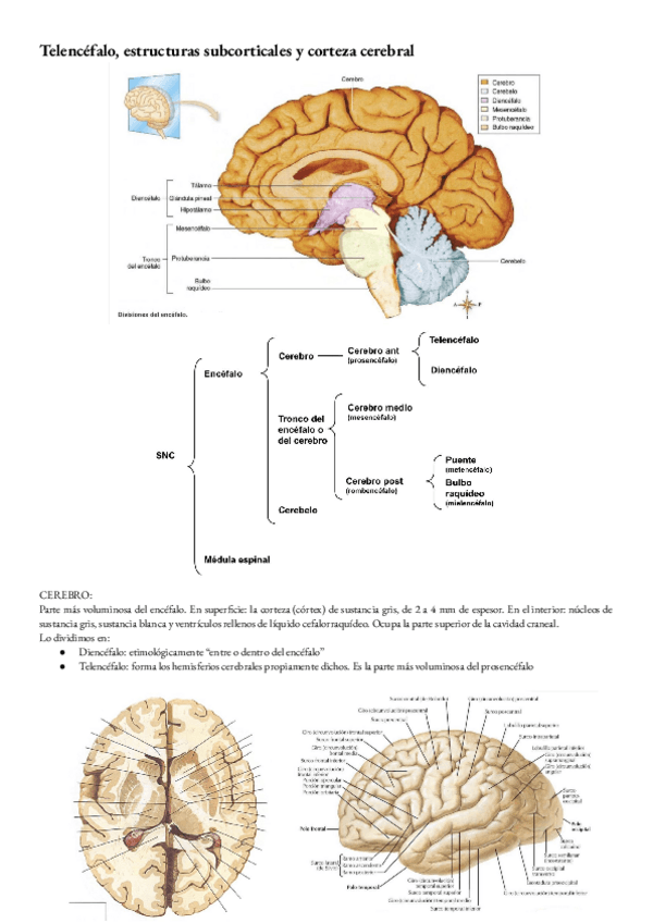 Miniatura del documento Anatomia-T-29-telencefalo.-Estructuras-su-cortical-es-y-corteza-cerebral.pdf