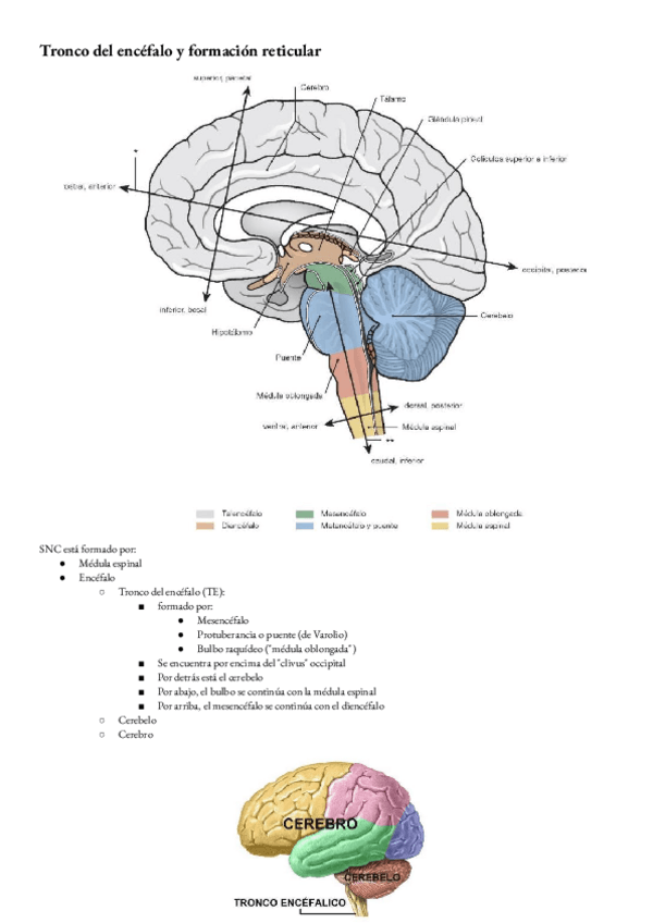 Miniatura del documento Anatomia-T-25-y-26-Tronco-del-encefalo-y-formacion-reticular.pdf