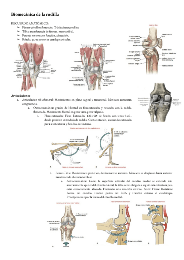 Miniatura del documento Biomecanica-T-3-Rodilla.pdf