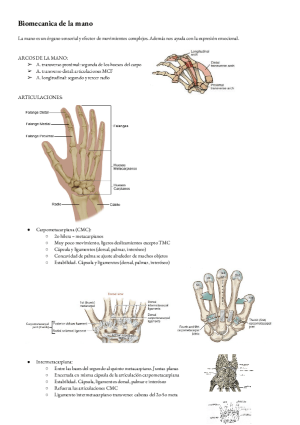 Miniatura del documento Biomecanica-T-7-mano.pdf