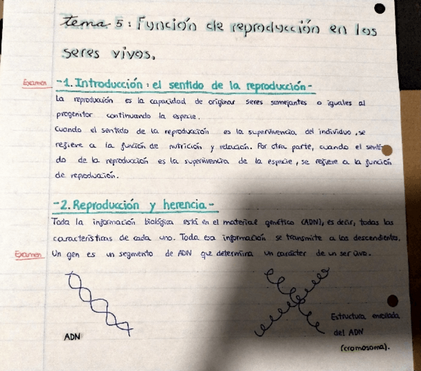 Miniatura del documento APUNTES-COMPLETOS-TEMA-5.pdf