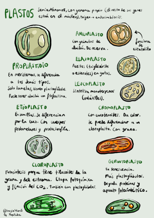 Miniatura del documento Tipos-de-plastos-poster.pdf