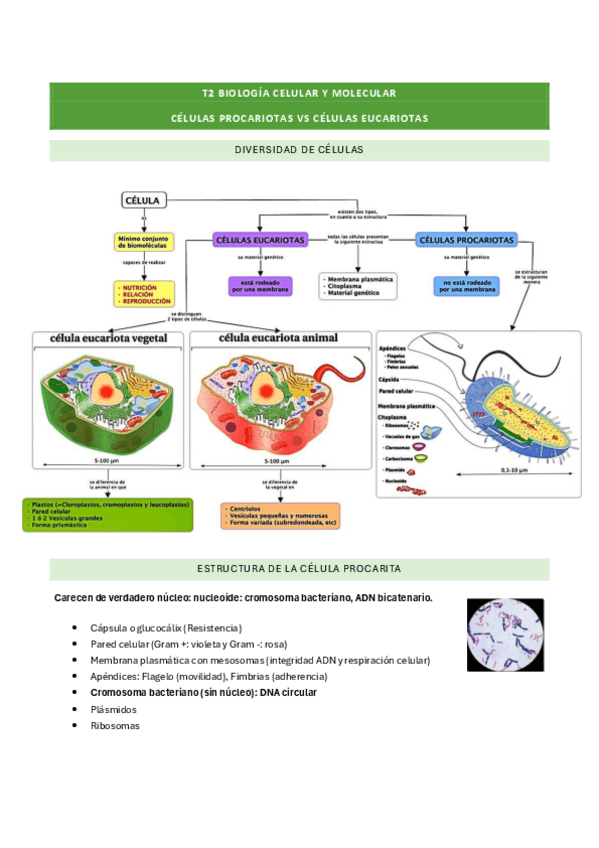Miniatura del documento T2-BIO-Celulas-procariotas-vs-eucariotas.pdf