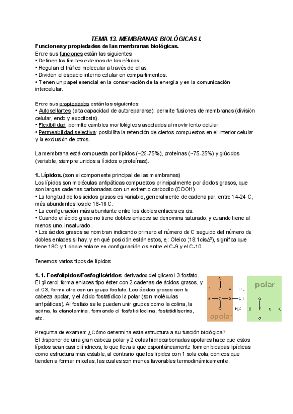 Miniatura del documento TEMA-13-BIOQUIMICA.pdf