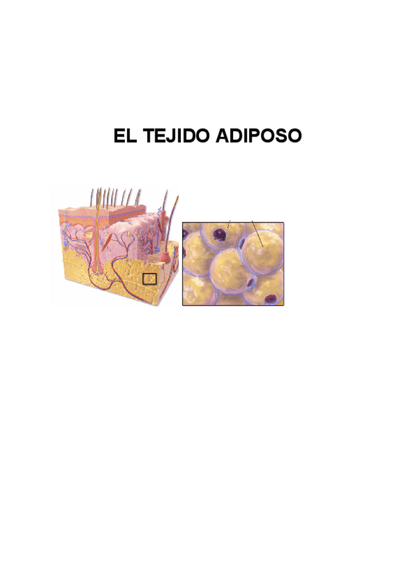 Miniatura del documento EL-TEJIDO-ADIPOSO.pdf
