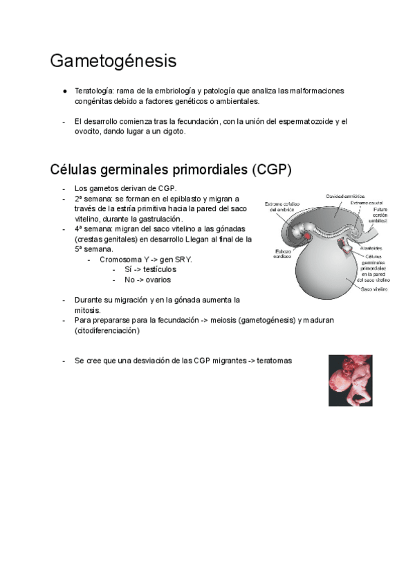 Miniatura del documento Apuntes-Embrio.-Esquema-clases--Larsen.pdf