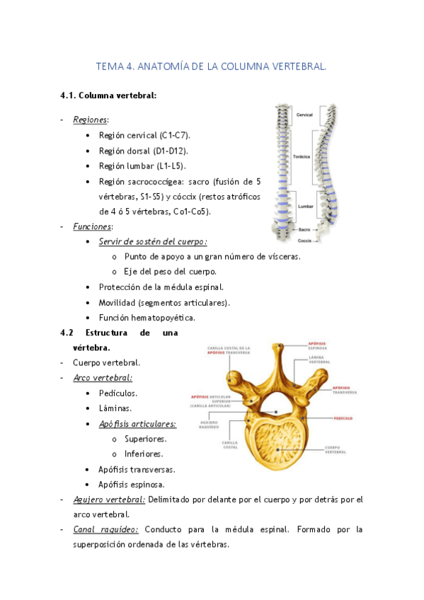 Miniatura del documento TEMA 4. ANATOMÍA DE LA COLUMNA VERTEBRAL..pdf