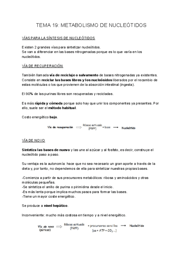 Miniatura del documento TEMA-19-METABOLISMO-DE-NUCLEOTIDOS.pdf