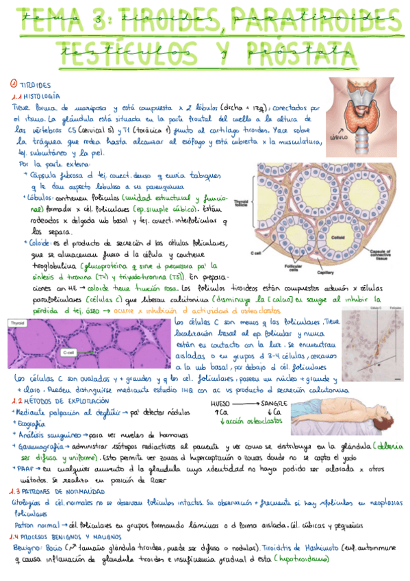 Miniatura del documento Apuntes-Tema-3-Prostata-completo.pdf