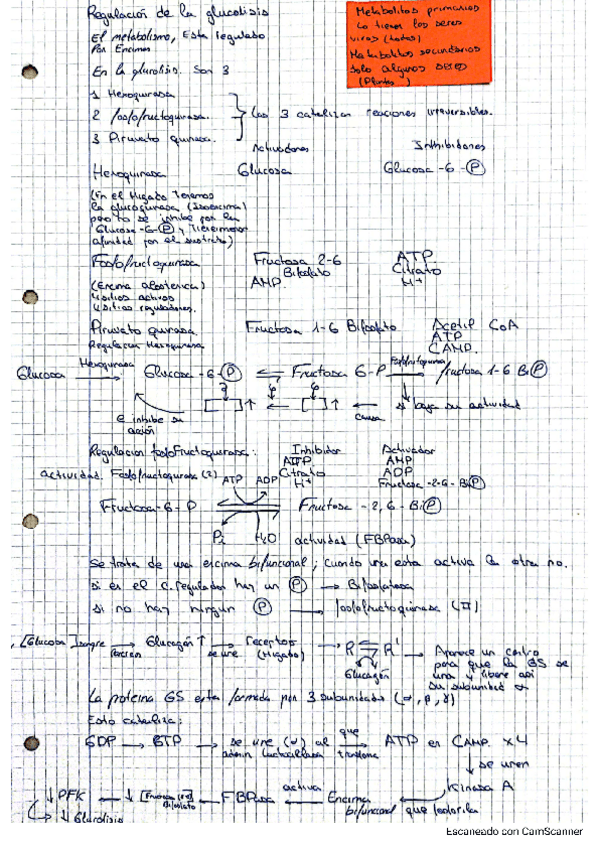 Miniatura del documento Glucolisis.pdf