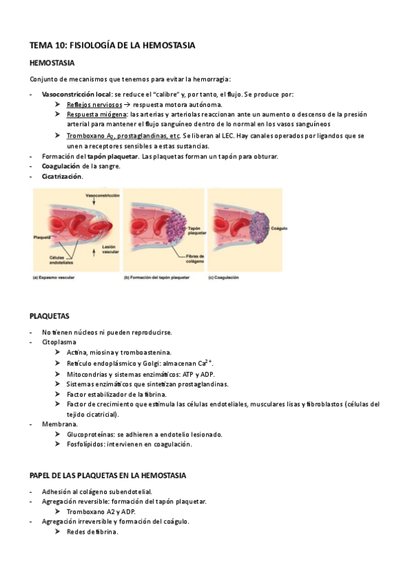 Miniatura del documento TEMA 10 - FISIOLOGÍA DE LA HEMOSTASIA.pdf