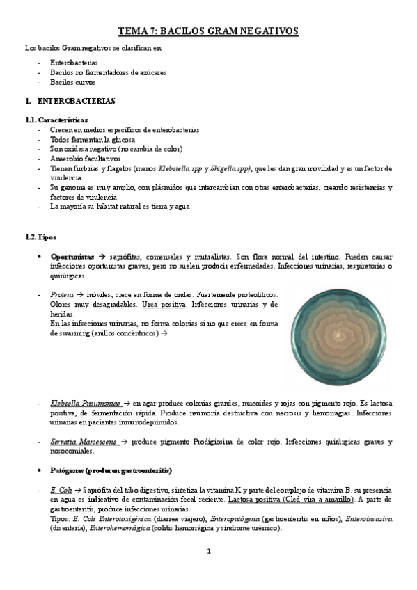 Miniatura del documento Resumen-bacilos-G-.pdf