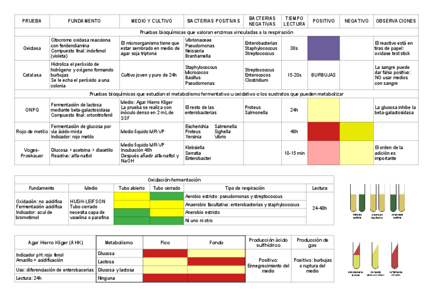 Miniatura del documento Pruebas-Bioquimicas-Tabla.pdf