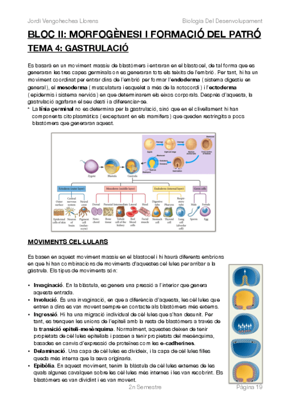 Miniatura del documento BIOLOGIA DEL DESENVOLUPAMENT -COMPLET-BLOC II.pdf