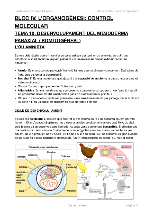 Miniatura del documento BIOLOGIA DEL DESENVOLUPAMENT -COMPLET-BLOC IV.pdf
