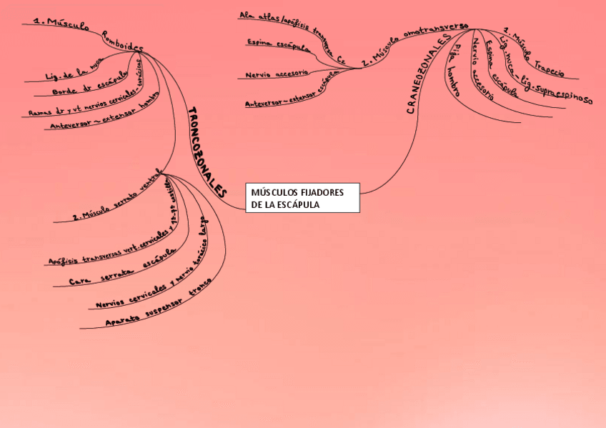Miniatura del documento MUSCULOS-FIJADORES-ESCAPULA-MB-TORACICO.pdf