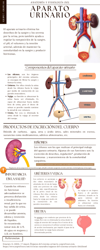 Miniatura del documento APARATO-URINARIO-EQ7.pdf