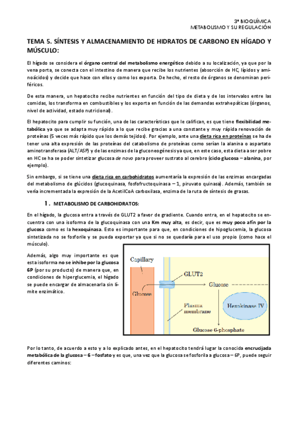 Miniatura del documento Tema-5.-Metabolismo.pdf