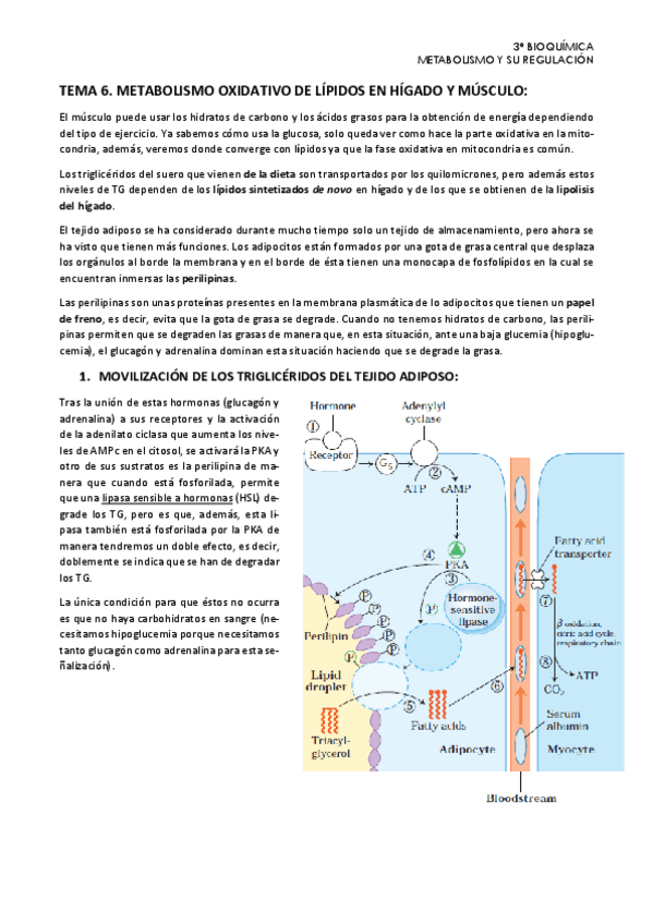 Miniatura del documento Tema-6.-Metabolismo.pdf