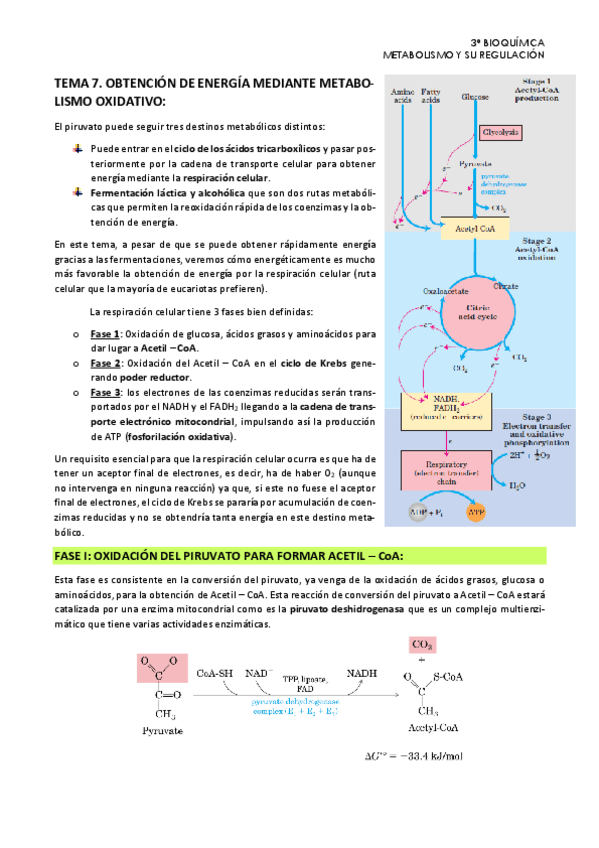 Miniatura del documento Tema-7.-Metabolismo.pdf