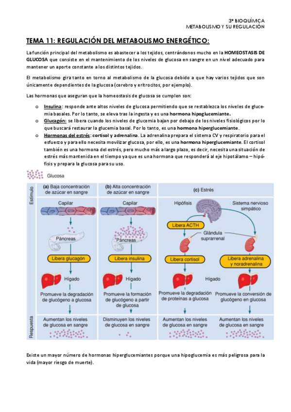 Miniatura del documento Tema-11.-Metabolismo.pdf