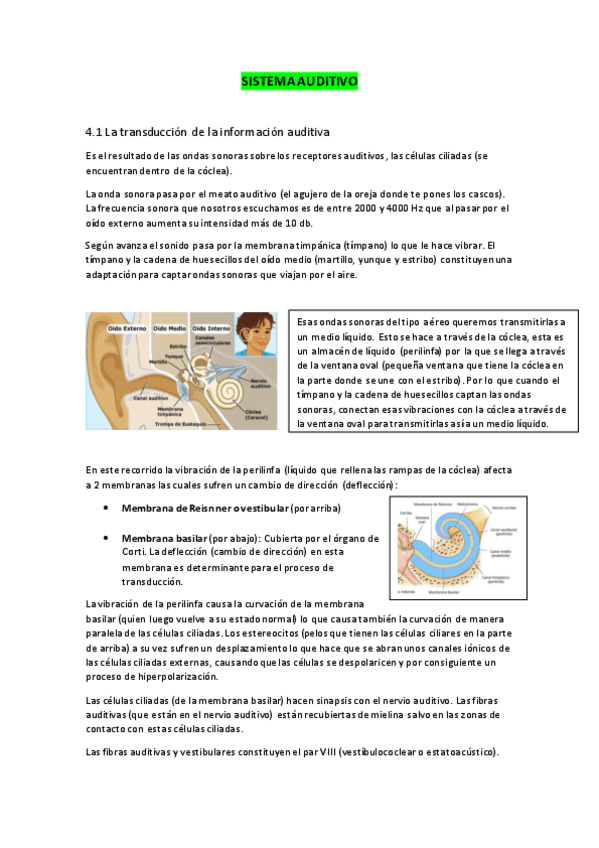 Miniatura del documento Sistema-auditivo.pdf