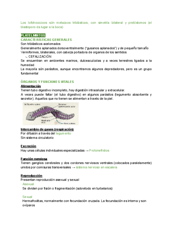 Miniatura del documento T5.-Lofotrocozoos.pdf