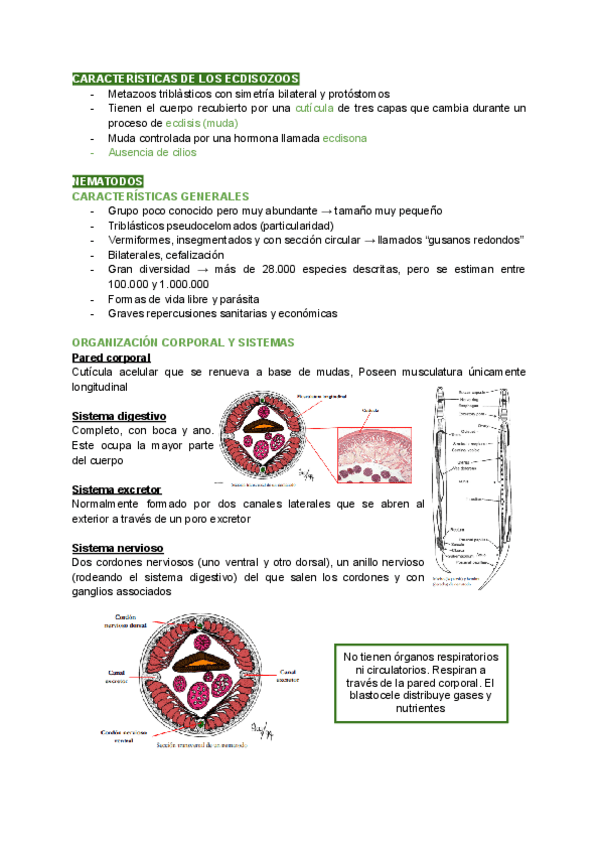 Miniatura del documento T6.-Ecdisozoos.pdf