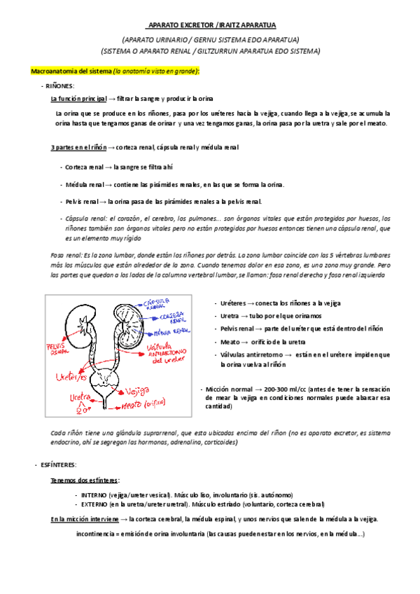 Miniatura del documento APARATO-EXCRETOR.pdf