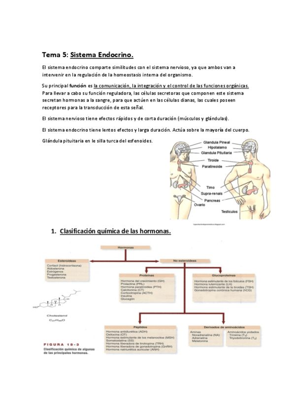 Miniatura del documento 2o-Parcial-Fisiologia.-Faltan-sistema-nervioso-respiratorio-y-somatosensorial.pdf