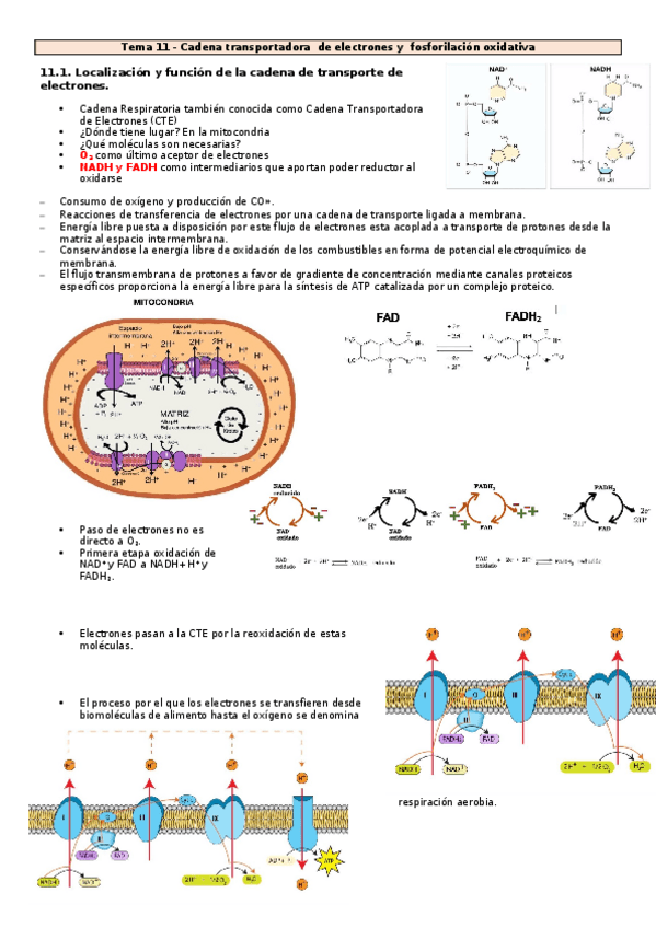 Miniatura del documento Tema-11-20-Bioquimica.docx