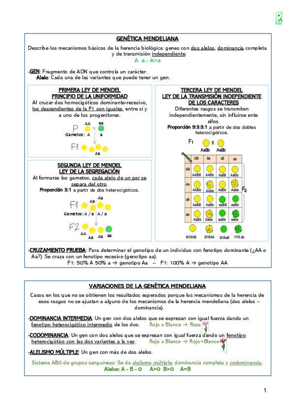 Miniatura del documento 11-Genetica-mendeliana-Resumen.pdf
