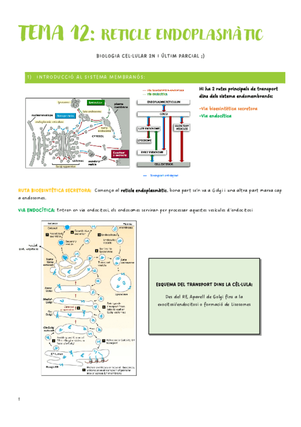 Miniatura del documento Segon-Parcial-Biologia-Cellular-t-13-t-20.pdf