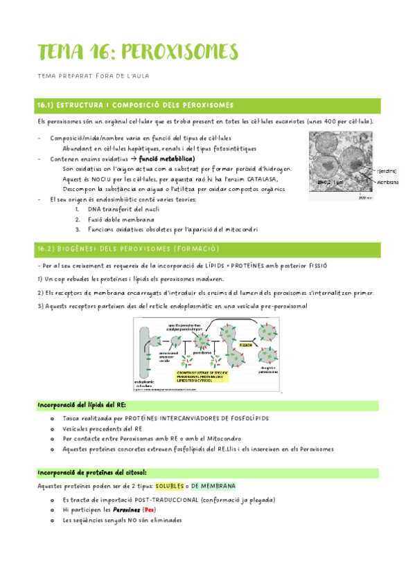Miniatura del documento Segon-Parcial-Biologia-Cellular-peroxisomes--mitosi.pdf