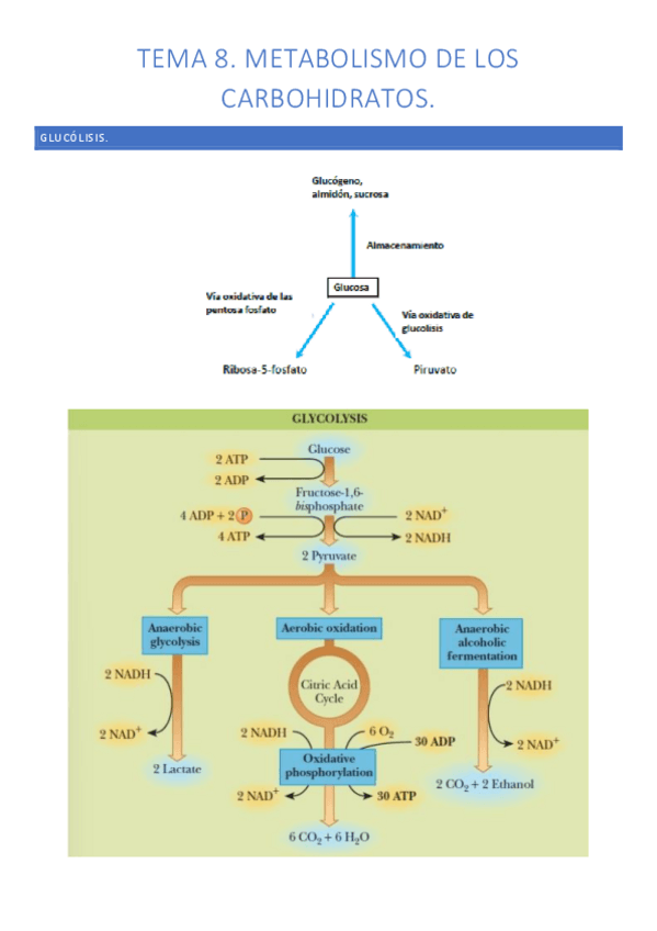 Miniatura del documento tema-8-bioquimica-apuntes.pdf