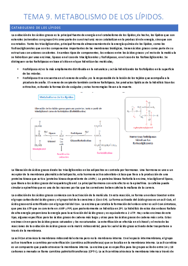 Miniatura del documento tema-9-bioquimica-apuntes.pdf