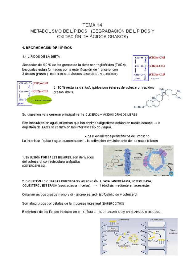 Miniatura del documento BIOQUIMICA-tema-14.pdf