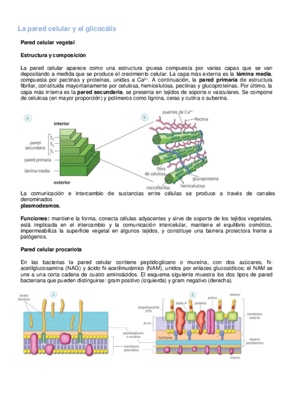 Miniatura del documento t8-PARED-CELULAR-Y-GLICOCALIX.pdf
