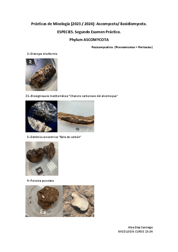 Miniatura del documento Practicas-de-Micologia-4-7.-ESPECIES..pdf