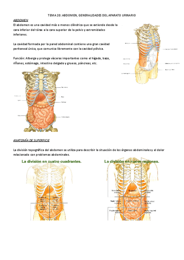 Miniatura del documento T20ANATO.pdf