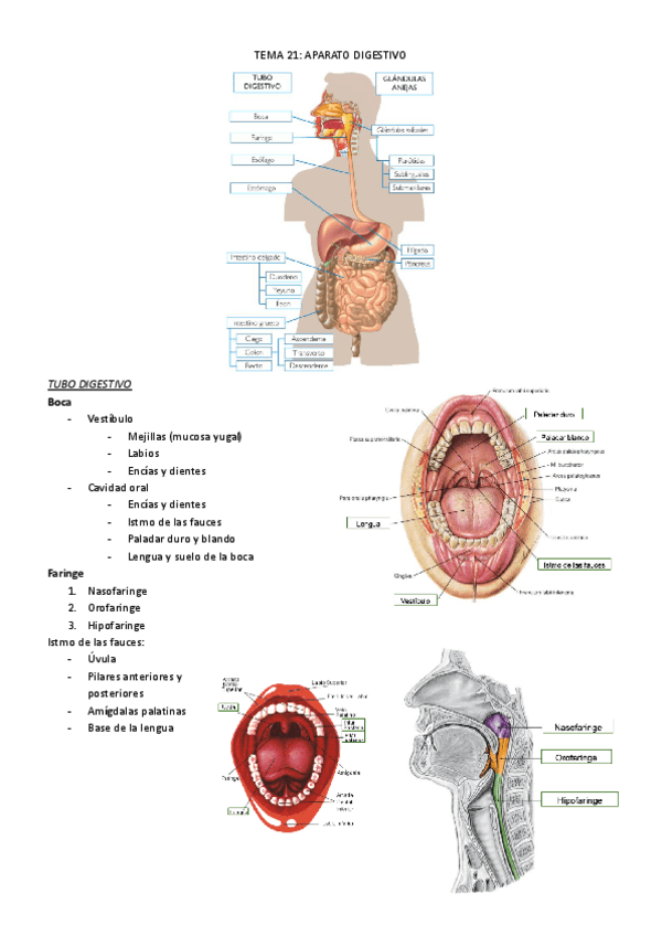 Miniatura del documento T21ANATO.pdf
