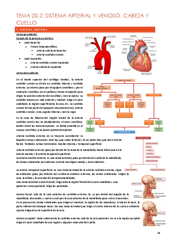 Miniatura del documento anatomia-t20.2.pdf