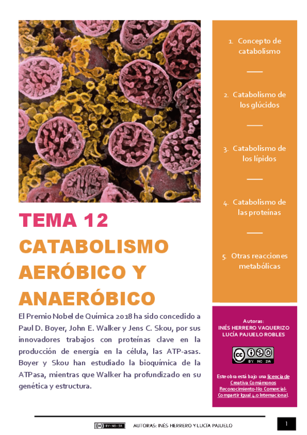 Miniatura del documento TEMA 12 - METABOLISMO (CATABOLISMO).pdf