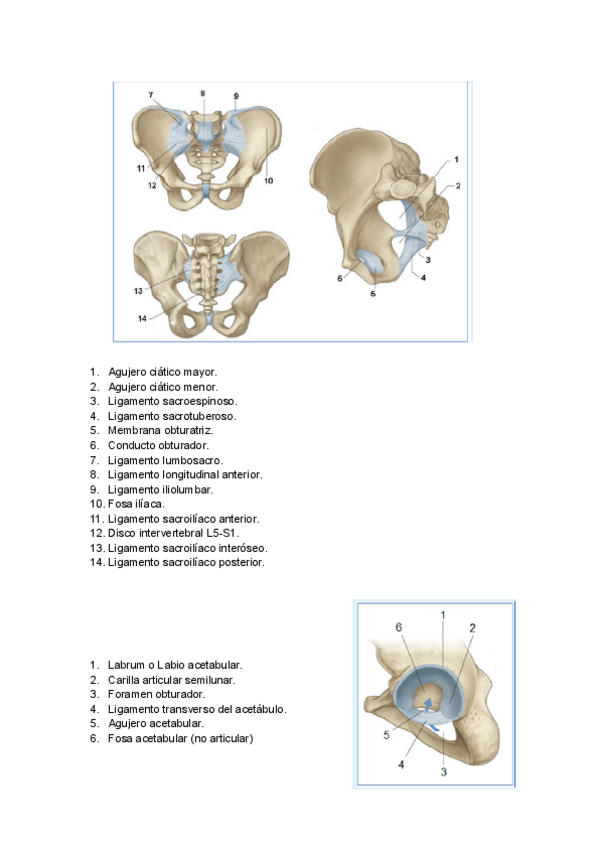 Miniatura del documento PELVIS-OSEA-IMAGENES-CUESTIONARIO.pdf