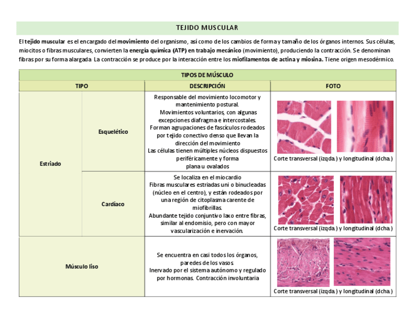 Miniatura del documento tipos-de-musculo.pdf
